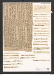 Synedra pulchella (Ralfs). Kuetz. (de-Toni-Nr.: Genus 66, Species 2582) Zeichnungen Sammlung Grunow (NHMW-BOT-W0373470)